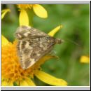 Pyrausta despicata - Olivbrauner Zuensler 01.jpg